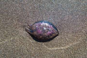 La playa de Melenara se llena de medusas (Foto Antonio Rico)